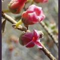SOUTH AFRICAN STAR APPLE